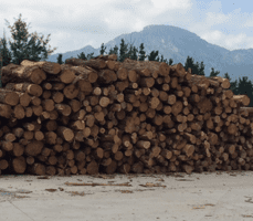 Maderas Belakortu comercialización de maderas 3